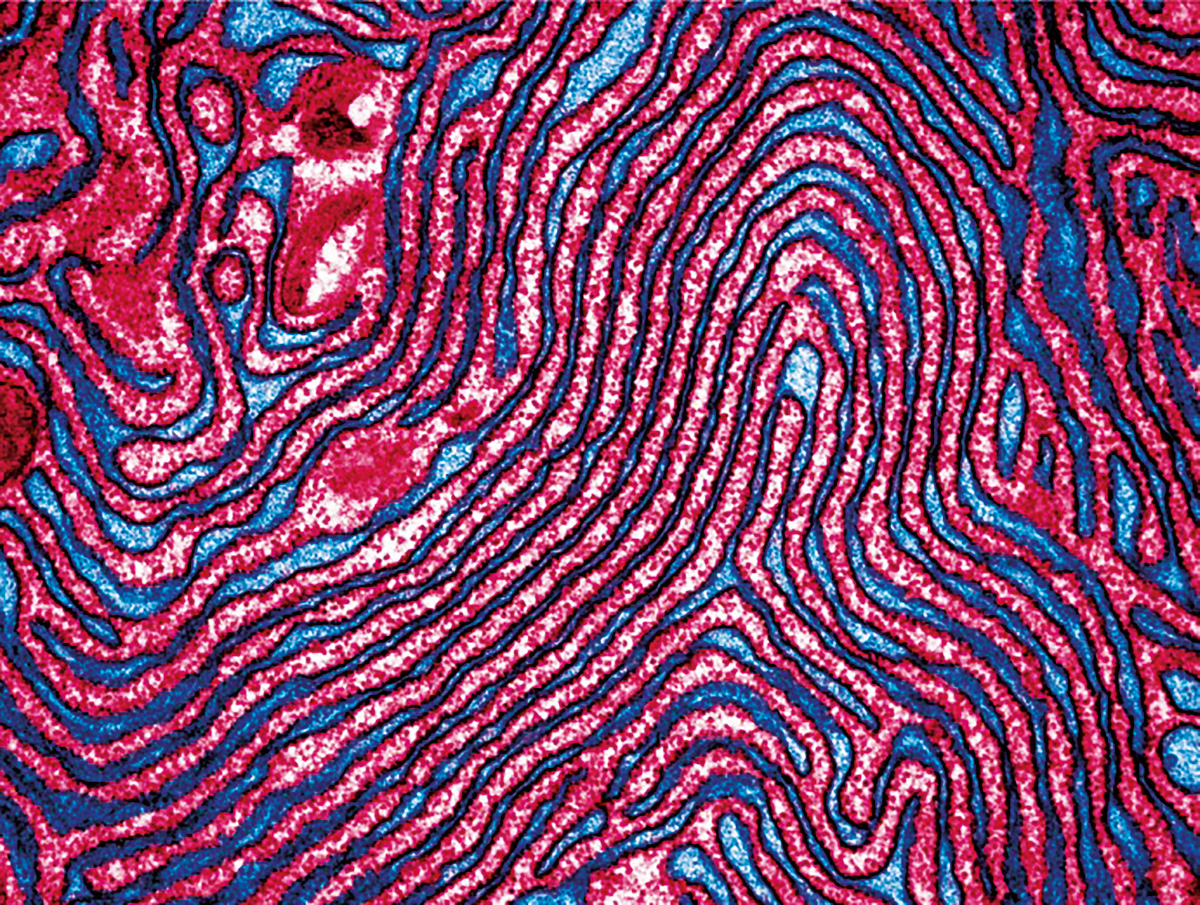 Biology at the Bragg peak